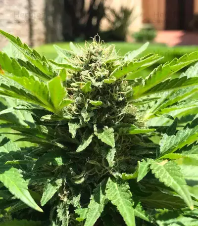 Original Juan Herer (Delicious Seeds) Cannabis-Samen