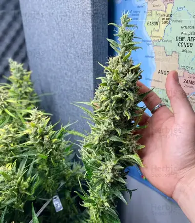 Panama Haze Regular (Ace Seeds)
