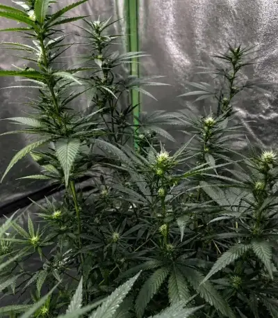 Planet Of The Grapes Auto (Ethos Genetics)
