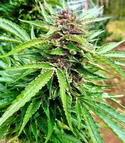 Pure Kush (Original Sensible Seeds) Cannabis-Samen