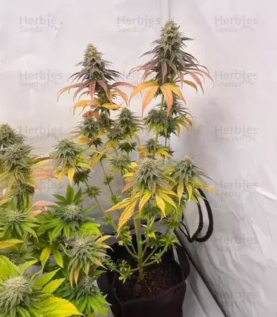 Purple Gelato Autoflower feminisierte Samen (Seedkeepers)