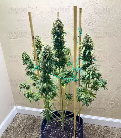 Rosetta Stone feminisierte Samen (Brothers Grimm Seeds)