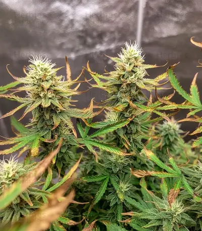 Royal Purple Kush Auto (Emerald Triangle Seeds) Cannabis-Samen