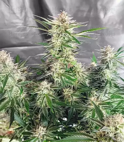 Skywalker Autoflower feminisierte Samen (Seedkeepers)