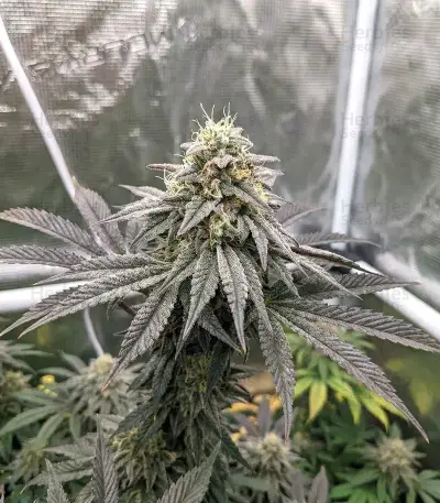 Sorbet Stash (DNA Genetics) Cannabis-Samen