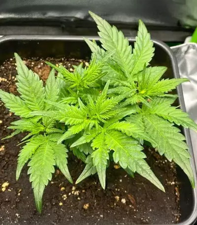 Super Boof Auto feminisierte Samen (Fast Buds)