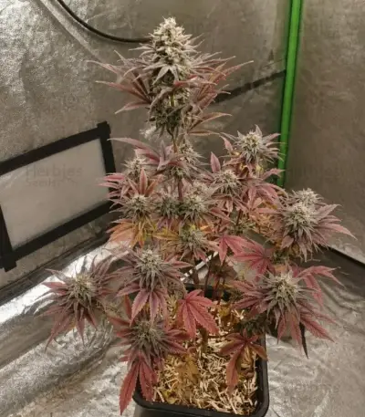 Trop Cherry (Original Sensible Seeds)