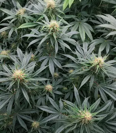 Northern Lights 10 of 10 feminisierte Samen (Seedkeepers)