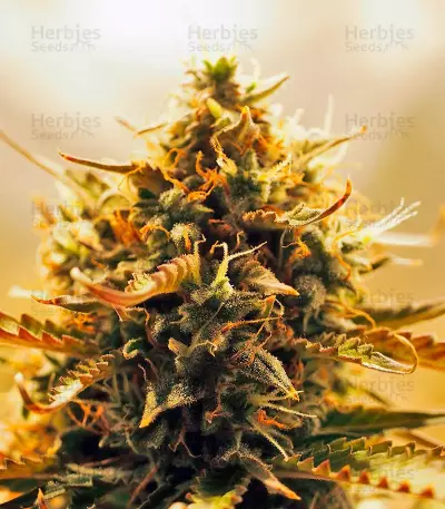 Jack 47 Auto (Sweet Seeds) Cannabis-Samen