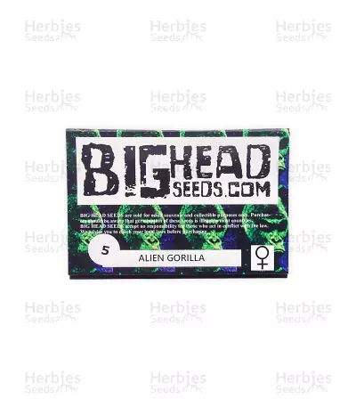 Alien Gorilla (Big Head Seeds) Cannabis-Samen