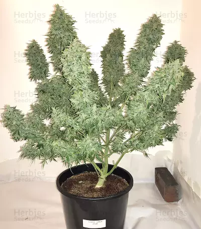 Auto Purple Gorilla (Short Stuff Seeds) Cannabis-Samen
