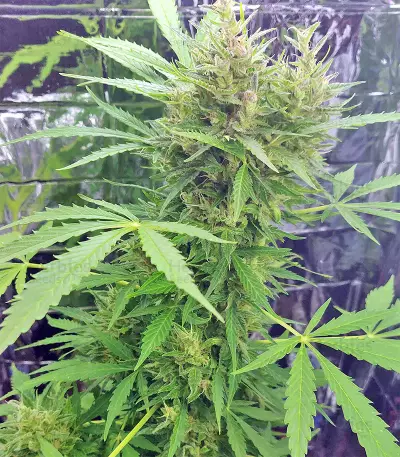 BCN Power Plant Autoflower (Seedstockers) Cannabis-Samen