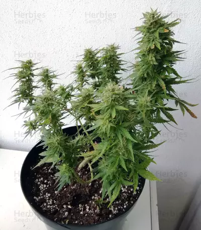 BCN Power Plant (Seedstockers) Cannabis-Samen