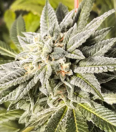Biker Kush (Karma Genetics) Cannabis-Samen