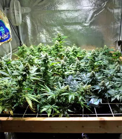 Black Destroyer (Original Sensible Seeds) Cannabis-Samen