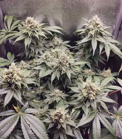Black Jack (Sweet Seeds) Cannabis-Samen