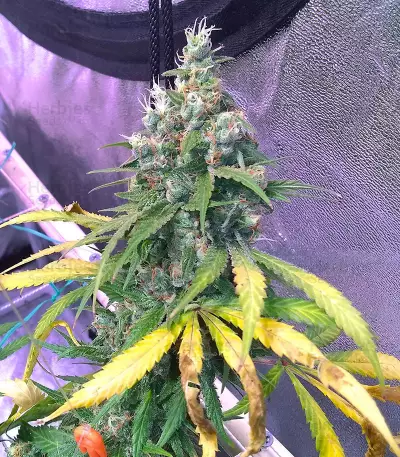 Blue Cheese (Big Buddha Seeds) Cannabis-Samen