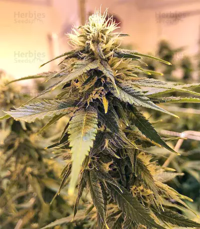 Buzz Light Gear (Dr. Krippling Seeds) Cannabis-Samen