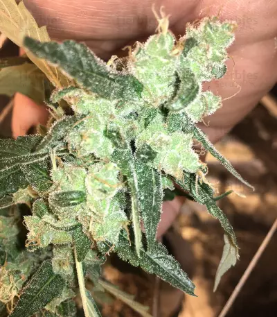 Cinderella 99 Regular (Brothers Grimm Seeds) Cannabis-Samen