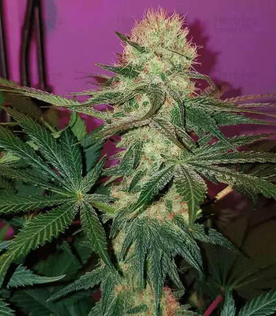 Critical Mass Regular (Mr. Nice Seedbank) Cannabis-Samen