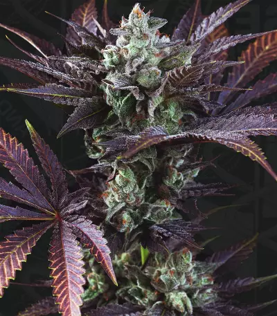 French Macaron (Gelato 33 x French Cookies) (T.H. Seeds) Cannabis-Samen