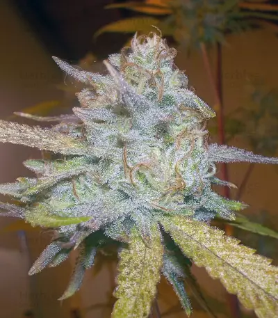 Headstash (Karma Genetics) Cannabis-Samen