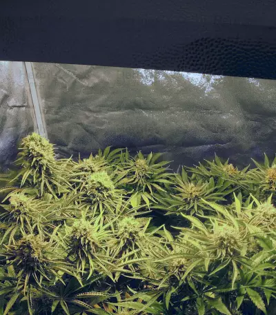 Kong 47 (Dr. Underground) Cannabis-Samen