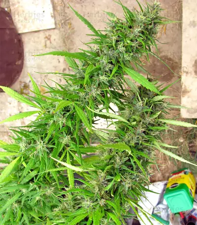 Lebanese Regular strain