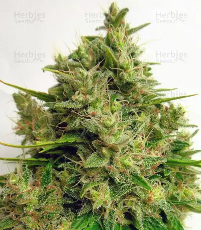 Malawi x PCK (Ace Seeds) Cannabis-Samen
