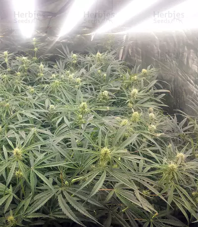 Malawi x Panama Regular (Ace Seeds) Cannabis-Samen