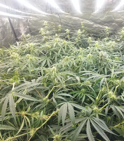Malawi x Panama Regular (Ace Seeds) Cannabis-Samen