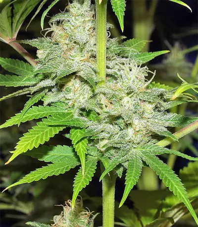 Nepal Jam regular (Ace Seeds) Cannabis-Samen