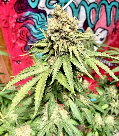 Northern Lights regular (Sensi Seeds) Cannabis-Samen