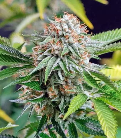 Sapphire OG (Humboldt Seeds Organization) Cannabis-Samen