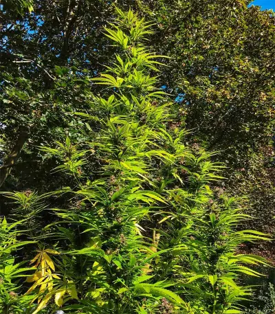 Skywalker Kush (Reserva Privada) Cannabis-Samen