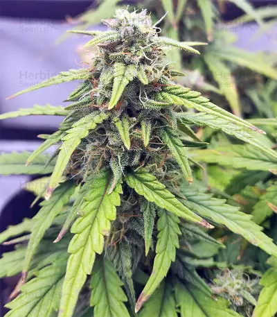 Strawberry Gum (Advanced Seeds) Cannabis-Samen