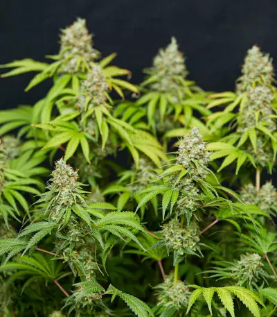 Trainwreck (Humboldt Seeds Organization) Cannabis-Samen