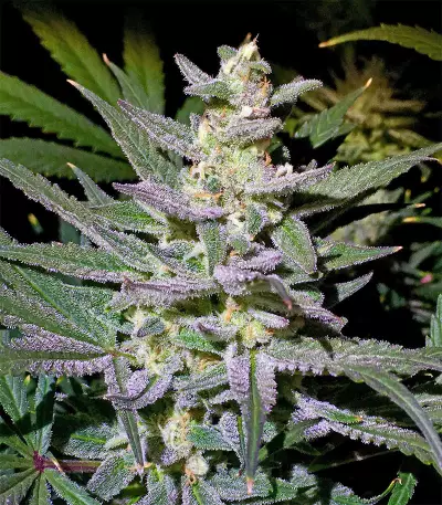 White Diesel Haze Automatic (White Label) Cannabis-Samen