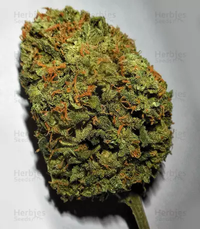 Z Auto (Original Sensible Seeds) Cannabis-Samen