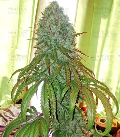 Zombie Kush (Ripper Seeds) Cannabis-Samen