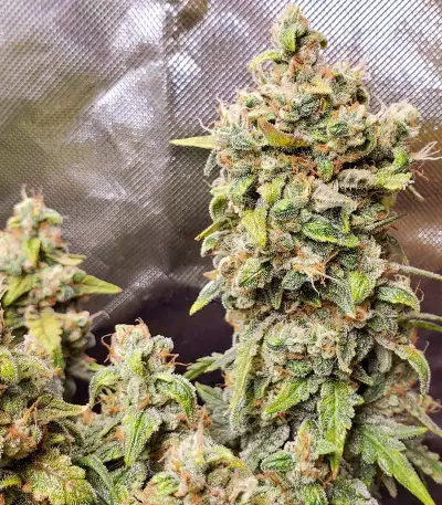 Original Afghan Kush Auto feminisiertes Saatgut (Fast Buds)