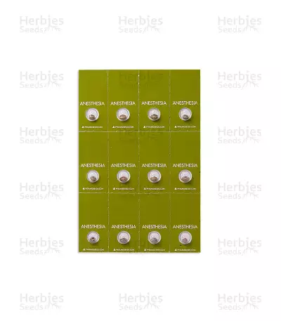 Anesthesia (Pyramid Seeds) Cannabis-Samen