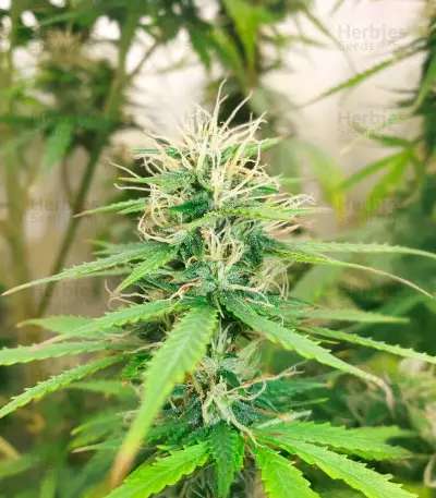 Auto Super OG Kush (Pyramid Seeds) Cannabis-Samen