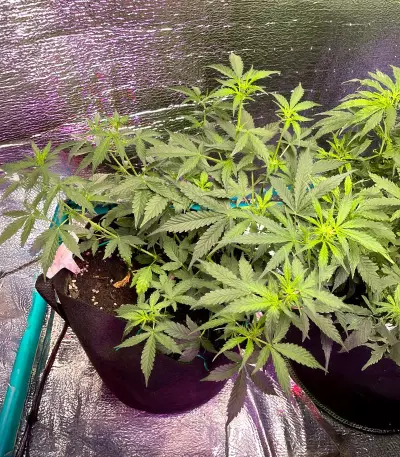 Auto Super OG Kush (Pyramid Seeds) Cannabis-Samen
