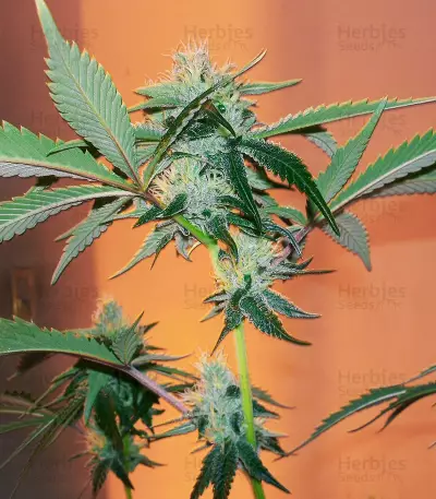 Caramelo Early Version (Delicious Seeds)