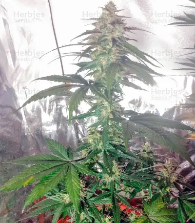 Cream Caramel Auto (Sweet Seeds) Cannabis-Samen