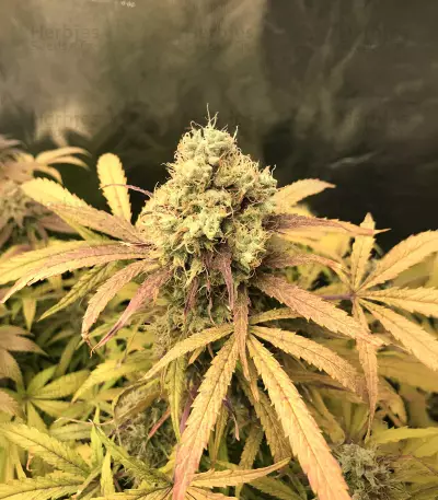 Critical Automatic (BlimBurn Seeds)
