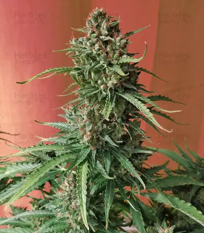 DO-SI-DOS (Cali Buds Seeds) Cannabis-Samen