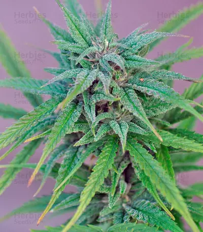 Exodus Cheese (GHS) Cannabis-Samen