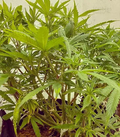Gelato 33 (Flavour Chasers) Cannabis-Samen